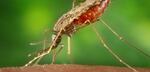 Malaria is spread by mosquitos. They bite someone, and in the process pass on the parasite that carries the disease. More than 300 million people suffer from it each year. One million die — mostly children and mostly in Sub-Saharan Africa.