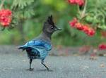 The Steller’s Jay—and dozens more—could get a new name soon.