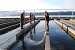 Hatchery workers use nets to guide young salmon out of the Spring Creek Fish Hatchery on the Columbia River in Underwood, Washington, on April 13, 2012.