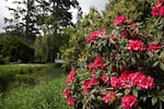 A rhododendron blooms at the Hinsdale Rhododendron Garden outside of Reedsport.