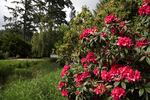 A rhododendron blooms at the Hinsdale Rhododendron Garden outside of Reedsport.