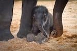 Lily the elephant, not long after she was born.