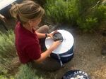 Emily Weidner, a biologist with the U.S. Fish and Wildlife Service, sets a trap to collect mosquitoes. She's helping study how many West Nile-carrying mosquitoes are in Oregon's sagebrush country.