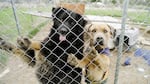 Two dogs lean on a fence built by the nonprofit Fences for Fido in Warm Springs on Apr. 7, 2025.
