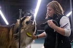 Baylee Lewis grooms Tibetan mastiff Theodore in preparation for show. The Rose City Classic Dog Show was held at the Portland Metropolitan Exposition Center Jan. 15-19, 2020.