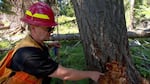 US Forest Service pathologist Greg Filip shows how the Armillaria fungus grows up the trunk under the bark of the tree.