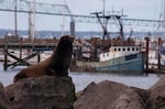 As the number of sea lions in the Columbia River grows, so do debates over the best way to manage them.