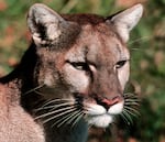 A cougar is shown in this undated photo provided by the Oregon Department of Fish and Wildlife Tuesday, April 11, 2006.