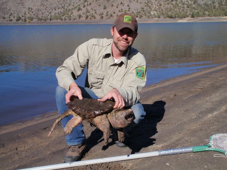Alligator Snapping Turtle The alligator snapping turtle is the largest freshwater turtle in North America.