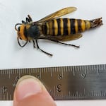 A hornet lies next to a ruler. It appears to be approximately 4 centimeters long, or just over 1.5 inches.