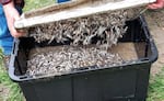 A staffer at the state fish hatchery in Reedsport pours dead pre-smolt Chinook salmon into a container. Roughly 18,000 of the fish were recently killed after a 20-year-old man allegedly poured bleach into a holding tank at the facility.