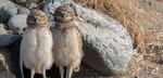 Burrowing owls have taken up residence in David Johnson's DIY burrows