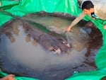 In this photo provided by Wonders of the Mekong taken on June 14, 2022, a man touches a giant freshwater stingray before being released back into the Mekong River in the northeastern province of Stung Treng, Cambodia.