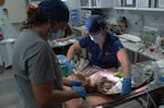 Think Wild veterinarian Laura Acevedo examines the wings of a red-tailed hawk before performing surgery to remove a bullet in this image captured from video footage on July 29, 2022.