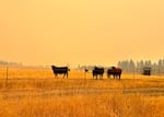 Cows in a grassy field with an orange sky