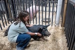 Laila Harling, 11, of Prineville, tends to her hog, Duke, at the Crook County Fair. Harling said Duke has shown signs of asthma and that many of the animals have developed a cough, which participants expect will ease once the wildfire smoke clears the area.
