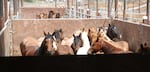 Horses at a BLM corral and adoption center near Hines, Ore., on May 29, 2019.