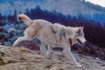 A gray wolf in Idaho. The Obama administration Friday proposed dropping federal protections for the gray wolf. States would be responsible for managing the estimated 6,100 gray wolves in the lower 48 states.