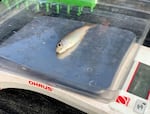 A juvenile coho salmon being weighed and tagged before being put in a pond off of Seiad Creek