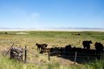 cows shade themselves under a tree before the dry bed of a lake while a cloud of alkali dust blows into the sky