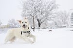 A golden retriever races through the snow during a storm on March 14 in Boulder, Colorado.