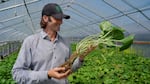 A man with a hat holds a green leafy wasabi rhyzome in a covered greenhouse.