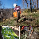 With so many ancient trees killed, the National Park Service has sprouted hundreds of sequoia seedlings to replant the severely burned areas, along with other species normally found there like white fir and sugar pines.