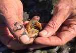 A parasitic isopod with white legs under the shell of a mud shrimp.