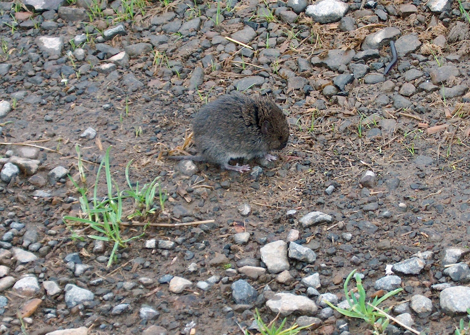 A western Red-backed Vole found on the Oregon coast in December 2005. A forest dweller, the Western Red-backed Vole lives along the coast and at lower elevations in Douglas-fir, western hemlock, and Sitka spruce forests.