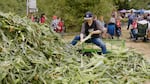 A person shucks a cob of corn from a large pile.