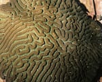 Corals are grown in meticulously controlled saltwater tanks at the Florida Coral Rescue Center.