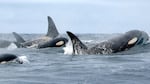 Members of Puget Sound's south resident orca population.