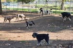 FILE: Owners bring their dogs to a park in Los Angeles. Veterinary laboratories in several states, including Oregon, Colorado and New Hampshire, are investigating an unusual respiratory illness in dogs that causes lasting illness and doesn't respond to antibiotics.