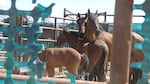 Adult and young horses in a corral