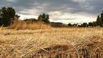 Organic wheat in Jackson County, Oregon. Voters in the county chose to ban GMO crops in 2014