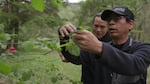 Cultural policy analyst Greg Archuleta, right, and Chris Rempel, cultural education specialist, with the Confederated Tribes of Grand Ronde examine the leaves of a native plant in the Willamette National Forest in June 2022.