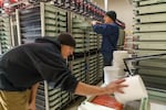 Zack Mays, left, and Andrew Matala tray up fertilized salmon eggs and load them into the nursery at the Melvin R. Sampson Coho Hatchery near Ellensburg, Wash., in 2021. 