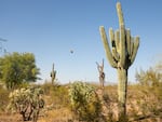 A dove flies near saguaro cacti at the Desert Botanical Garden in Phoenix, Arizona on Friday, June 28, 2024. Immature plants are less resistant to extreme heat. 