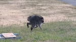 Dubbed Jimothy, this raccoon in Seattle's Ballard neighborhood has gained worldwide attention for his curious shape.
