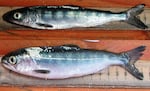 A new study of the effects of warm water on Chinook salmon found that fish tended to experience slower growth during warm ocean conditions (upper fish) and higher growth during cold ocean conditions (lower fish).