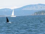 An Orca off Puget Sound's San Juan Islands