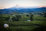 Looking out over the orchards to a nice sunset on Mt. Hood.
