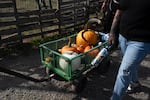 Families walk off the pumpkin patch with their selected gourds at the Frog Pond Farm in Wilsonville, Ore., on Saturday, Sept. 24, 2026. The farm sells tens of thousands of pumpkins each year during the fall.