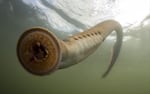 "The fish before fish had paired fins," Jeremy Monroe of Freshwaters Illustrated says of the Pacific lamprey. Lampreys, a boneless fish often misidentified as an eel, date back to prehistoric times.