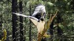An African Hawk Eagle, part of the High Desert Museum's raptor collection.