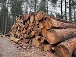Logs from a salvage timber sale after a recent wildfire in the Willamette National Forest.