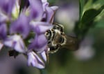 The alkali bee has to "trip" the alfalfa flower's lower petal to access its pollen, receiving a floral bop on the head from the stamen.