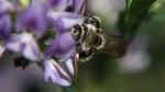 The alkali bee has to "trip" the alfalfa flower's lower petal to access its pollen, receiving a floral bop on the head from the stamen.