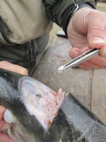 An otolith is pulled out of the brain cavity of a chinook salmon.