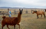 Karen Ramer tries to lure a horse with grain as a llama keeps watch on the doings at the Oakes Ranch near Ironside, Ore., on Nov. 16, 2021.